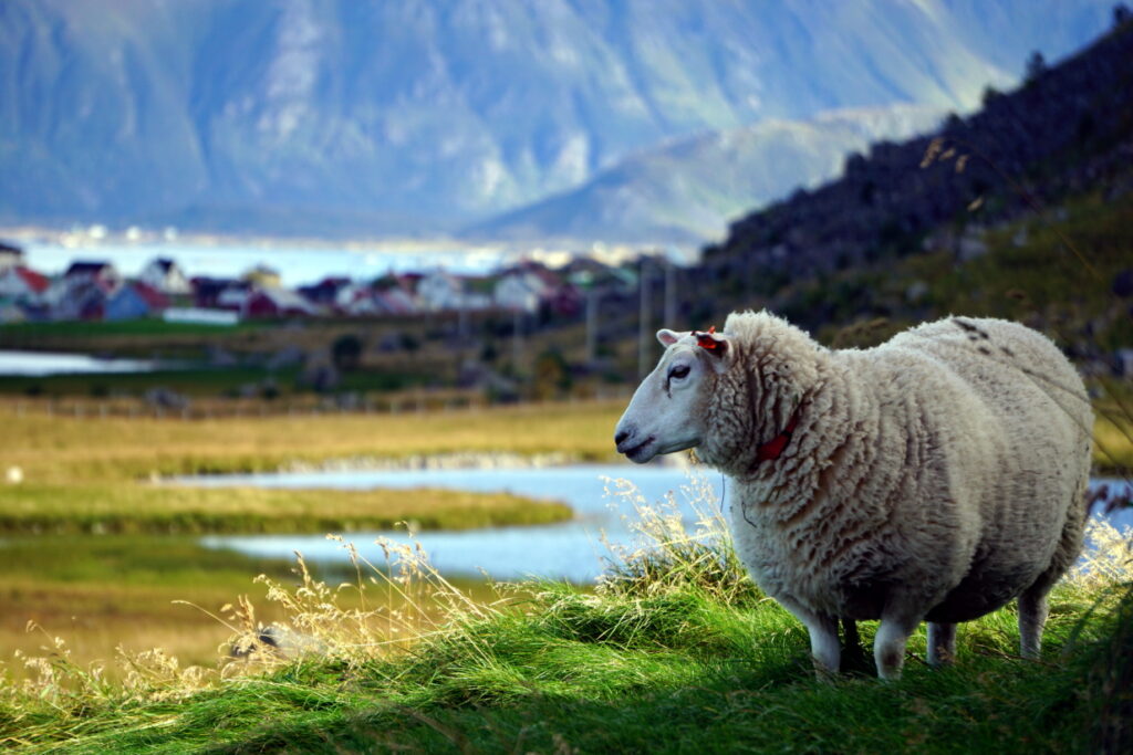 Norway - Item #JYP-Animals-DSC04585