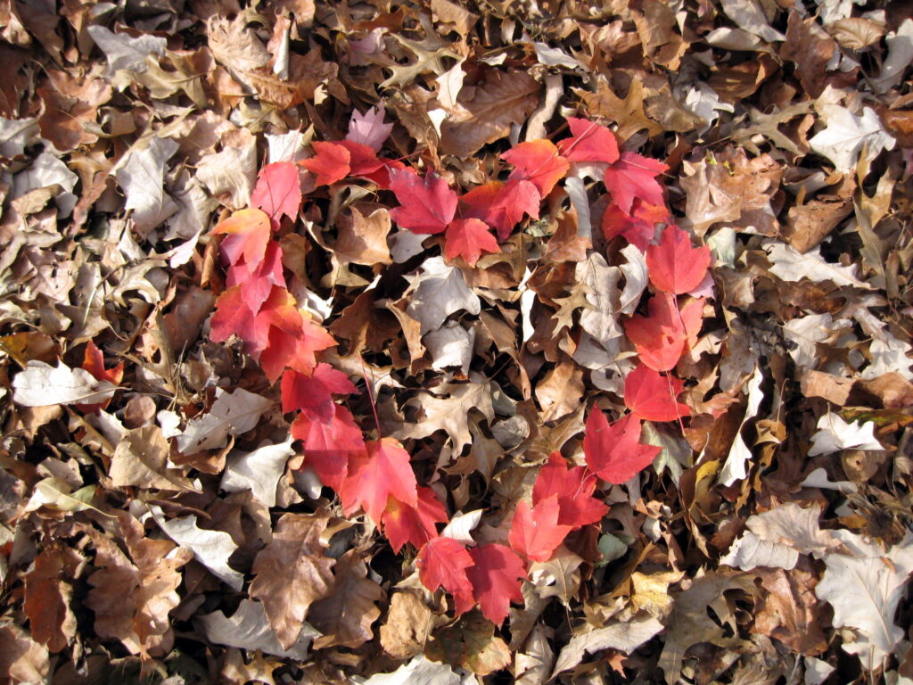 Virginia - Item #JYP-Hearts-IMG-9514